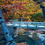 O Chardinet D'a Formiga