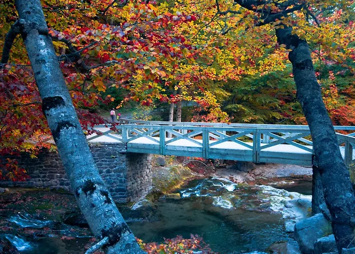 O Chardinet D'a Formiga