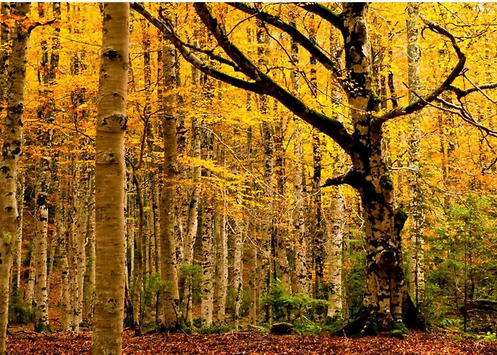 O Chardinet D'a Formiga Casa rural